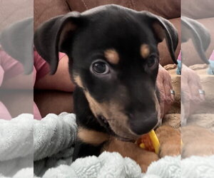 Mutt Dogs for adoption in Evansville, IN, USA