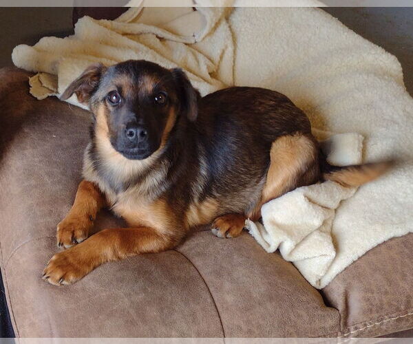 Medium Photo #6 Feist Terrier-German Shepherd Dog Mix Puppy For Sale in Cookeville, TN, USA