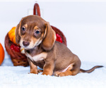 Puppy 3 Dachshund