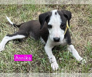 Border Collie-Unknown Mix Dogs for adoption in Alexander, AR, USA