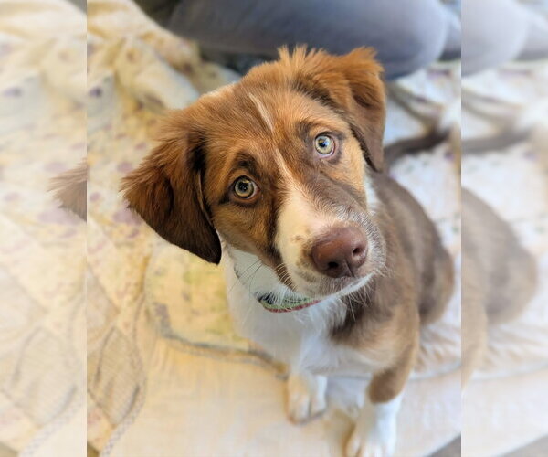 Medium Photo #3 Australian Shepherd Puppy For Sale in Blairsville, GA, USA