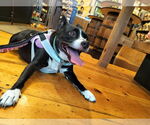 Small Photo #11 Boston Huahua Puppy For Sale in Sanford, FL, USA