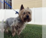 Small Silky Terrier