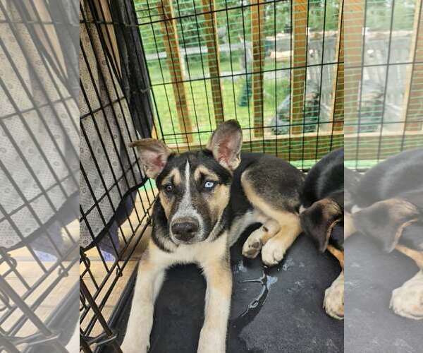 Medium Photo #4 German Shepherd Dog-Unknown Mix Puppy For Sale in Cliffwood, NJ, USA