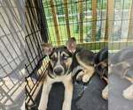 Small #3 German Shepherd Dog Mix