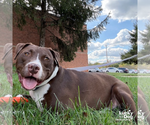 Small #9 Labrador Retriever Mix