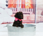 Small Photo #11 Labradoodle Puppy For Sale in LAKE PARK, GA, USA