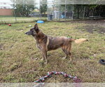 Small Photo #3 Mutt Puppy For Sale in Imlay City, MI, USA