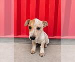 Small #1 Mutt