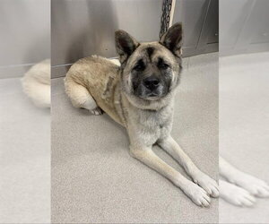 Akita-Unknown Mix Dogs for adoption in Fairbanks, AK, USA