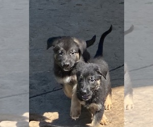 German Shepherd Dog Puppy for sale in AUBURN, WA, USA