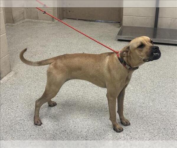 Medium Photo #1 Boxer-Unknown Mix Puppy For Sale in Conroe, TX, USA