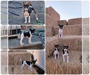 Rat Terrier Puppy for Sale in ELLENSBURG, Washington USA