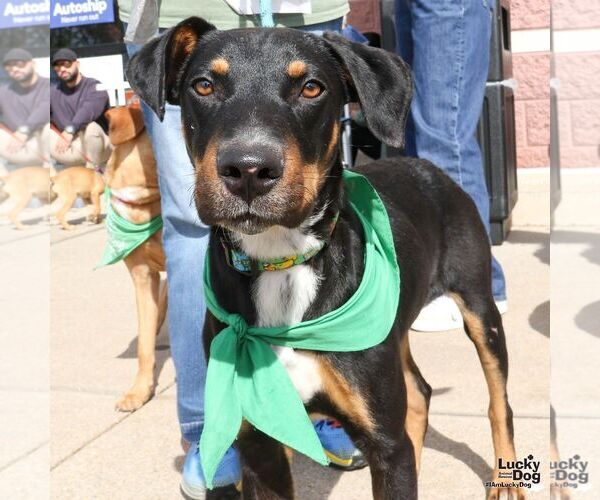 Medium Photo #2 Mutt Puppy For Sale in Washington, DC, USA