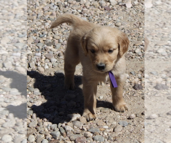Medium Photo #5 Golden Retriever Puppy For Sale in FORT MORGAN, CO, USA