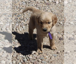 Small Photo #5 Golden Retriever Puppy For Sale in FORT MORGAN, CO, USA