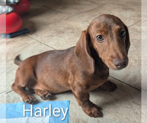 Dachshund Dogs for adoption in Sioux Falls, SD, USA