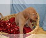 Small #1 Golden Retriever