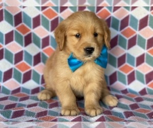 Golden Retriever Puppy for sale in LANCASTER, PA, USA