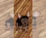 Small Photo #5 Yorkshire Terrier Puppy For Sale in NEVADA, TX, USA