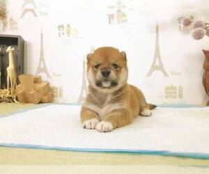 Shiba Inu Puppy for sale in SAN JOSE, CA, USA