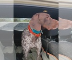 Small Photo #1 German Shorthaired Pointer Puppy For Sale in LYONS, NY, USA