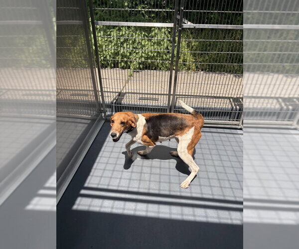 Medium Photo #4 Mutt Puppy For Sale in Elmsford, NY, USA