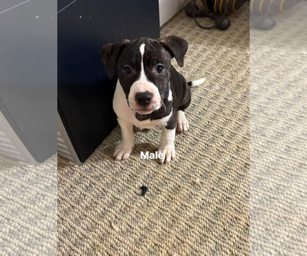 Medium Photo #1 Staffordshire Bull Terrier-Unknown Mix Puppy For Sale in Holly Springs, NC, USA