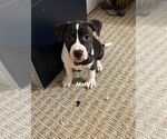 Small Staffordshire Bull Terrier Mix