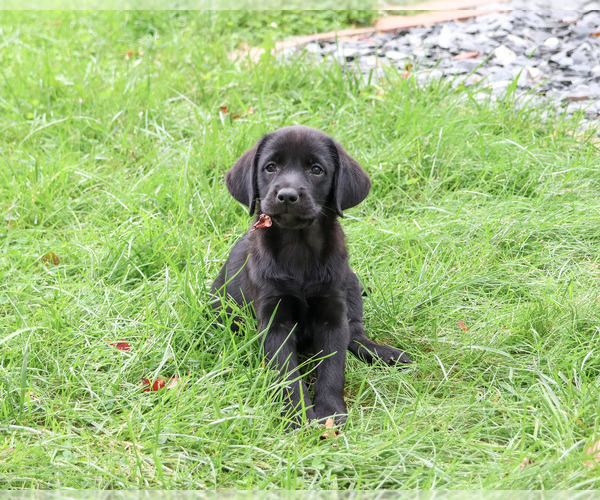 Medium Photo #2 Labrador Retriever Puppy For Sale in SYRACUSE, IN, USA