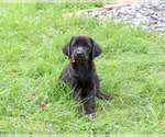 Small #1 Labrador Retriever
