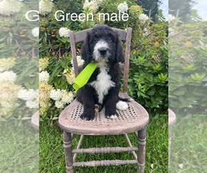 Bernedoodle Puppy for sale in SPENCER, IN, USA