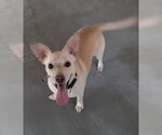 Small Mutt