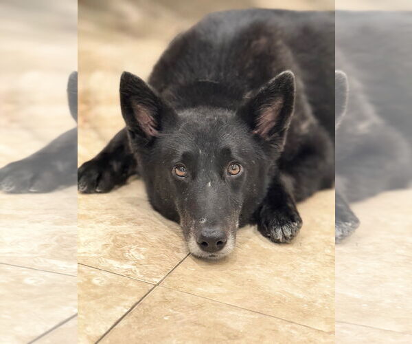 Medium Photo #2 Mutt Puppy For Sale in Hilton Head, SC, USA