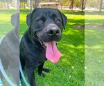 Small #6 Labrador Retriever Mix
