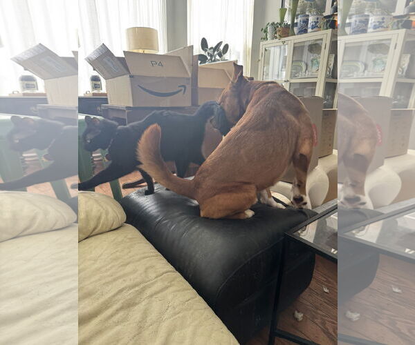 Medium Photo #10 Mutt Puppy For Sale in Aurora, CO, USA