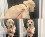 Small Photo #1 Golden Retriever Puppy For Sale in MELISSA, TX, USA