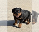 Small #4 Rottweiler