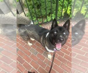 Akita Dogs for adoption in Brewster, MA, USA