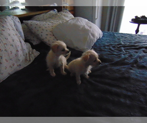Chorkie Puppy for sale in COTTONWOOD, CA, USA