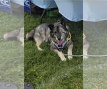 Small #1 Norwegian Elkhound