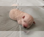 Small Photo #27 Bichon Frise Puppy For Sale in ORLANDO, FL, USA