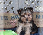Small #1 Yorkshire Terrier
