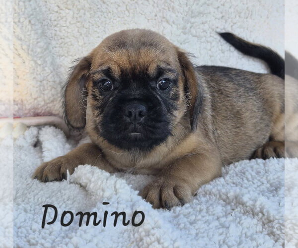 Medium Photo #1 Pug-Unknown Mix Puppy For Sale in Phelan, CA, USA