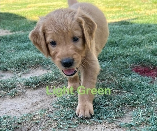 Medium Photo #35 Golden Retriever Puppy For Sale in FRESNO, CA, USA