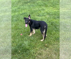 Shepweiller Dogs for adoption in Princeton, MN, USA