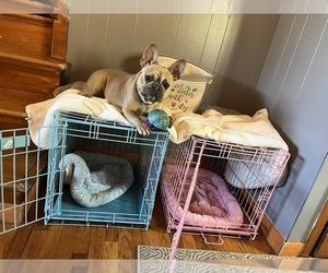 Mother of the French Bulldog puppies born on 11/24/2024