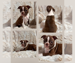 Puppy AS 14 Boston Terrier
