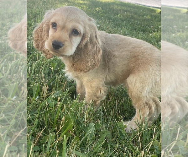 Medium Photo #4 Cocker Spaniel Puppy For Sale in CANOGA, NY, USA