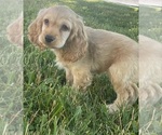 Small #3 Cocker Spaniel